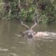 Crocodile Attack KUDU Animals in Water Wild Animals Fights Safari