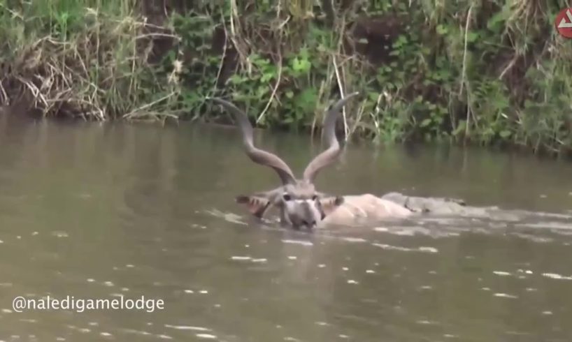 Crocodile Attack KUDU Animals in Water Wild Animals Fights Safari