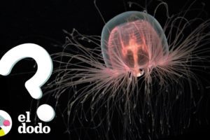 Curiosidades de animales que debes saber | El Dodo