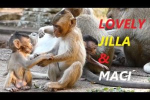 Cute Baby Monkey Jilla and Maci | Fully Happy Playing Baby Monkey | Monkey Crying