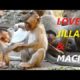 Cute Baby Monkey Jilla and Maci | Fully Happy Playing Baby Monkey | Monkey Crying