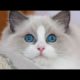 Cute Cats and Dogs - The Cutest Puppy and Cats - Beautiful Cats and Dogs - Funny and Beauty Cats