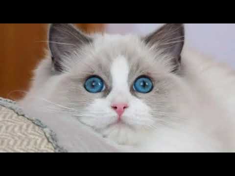 Cute Cats and Dogs - The Cutest Puppy and Cats - Beautiful Cats and Dogs - Funny and Beauty Cats