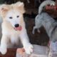 Cute Fluffy Samoyed Dog Videos #37 | Cute Pet, Cute Puppies Compilations Bony Samoyed