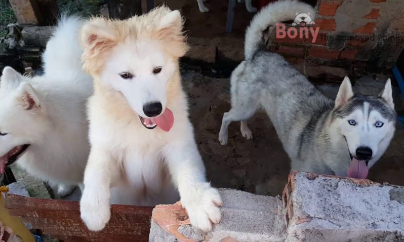 Cute Fluffy Samoyed Dog Videos #37 | Cute Pet, Cute Puppies Compilations Bony Samoyed