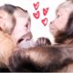 Cute Monkeys Playing & Talking!