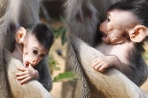 Cute Newborn Baby animals Monkey, Cutest Baby Newly Monkey