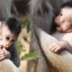 Cute Newborn Baby animals Monkey, Cutest Baby Newly Monkey