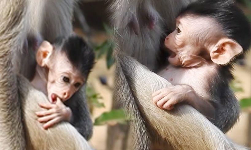 Cute Newborn Baby animals Monkey, Cutest Baby Newly Monkey