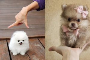 Cute Pomeranian Puppies ?Cute Puppies Doing Funny Things 2020