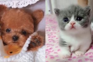 Cute Puppies And Kittens - Dogs And Cats Family | Cute Dogs | Aha TV