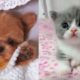 Cute Puppies And Kittens - Dogs And Cats Family | Cute Dogs | Aha TV
