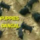 Cute Puppies Dangal In Sand | Who Wins?? || Puppies fight cutie