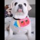 Cute Puppies Doing Funny Things 2020 #1