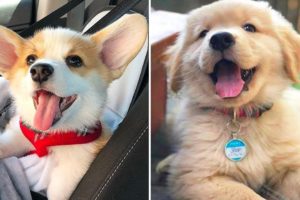 ❤️Cute Puppies Doing Funny Things 2020 ❤️#1 Cutest Dogs