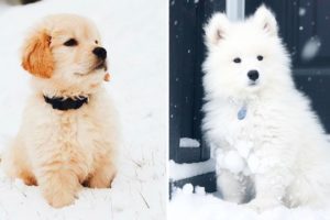 ❤️Cute Puppies Doing Funny Things 2020 ❤️#2 Cutest Dogs