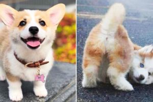 ♥Cute Puppies Doing Funny Things 2020♥ #3 Cutest Animals