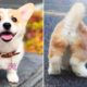 ♥Cute Puppies Doing Funny Things 2020♥ #3  Cutest Animals