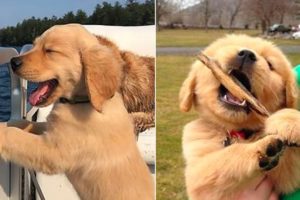 ❤️Cute Puppies Doing Funny Things 2020 ❤️#3 Cutest Dogs