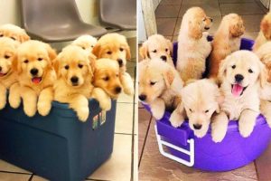 ❤️Cute Puppies Doing Funny Things 2020 ❤️#4 Cutest Dogs