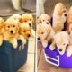 ❤️Cute Puppies Doing Funny Things 2020 ❤️#4  Cutest Dogs