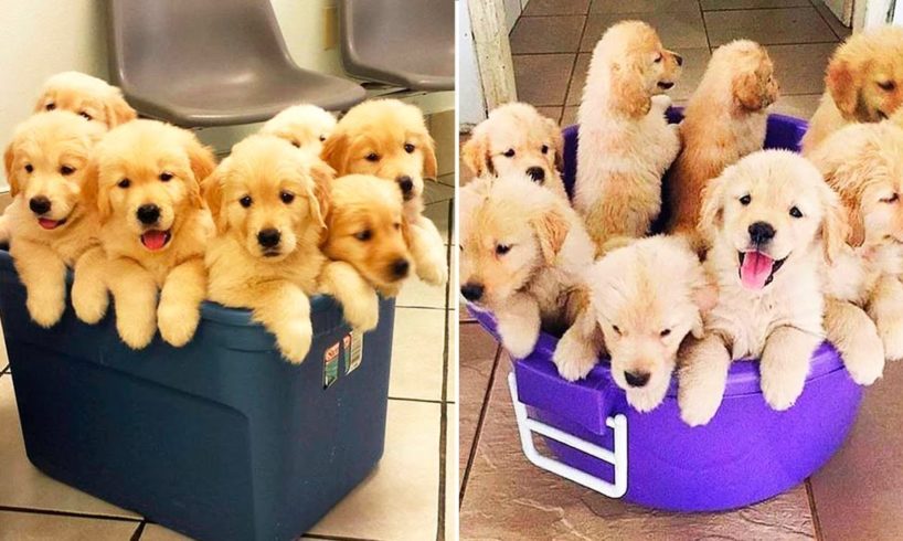 ❤️Cute Puppies Doing Funny Things 2020 ❤️#4 Cutest Dogs