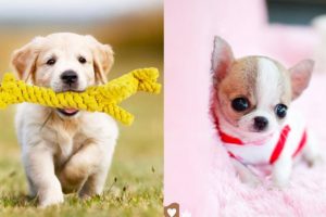 ❤️Cute Puppies Doing Funny Things 2020 ❤️#8 Cutest Dogs