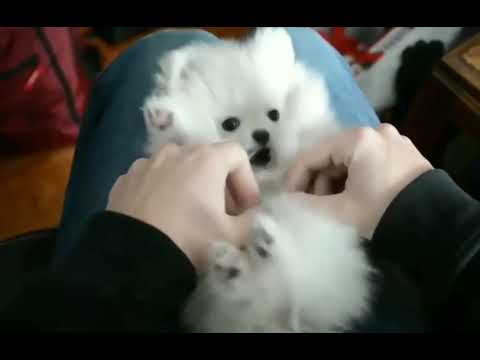 Cute Puppies Doing Funny Things || Cute Dogs || Cute Puppy || CJ7