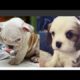 Cute Puppies Doing Funny things #3???? Stress Reliever ?