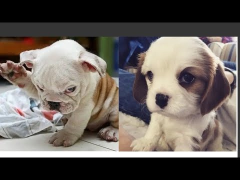 Cute Puppies Doing Funny things #3???? Stress Reliever ?