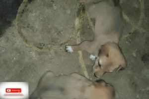 Cute Puppies Fighting/ Puppies Playing