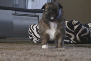 Cute Puppies First Time Growling/Barking (Pomchis)