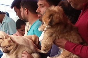 Cute Puppies For You At Galiff Street l Galiff Street Largest Pet Market of India
