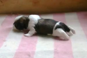 Cute Puppies Learning to Walk