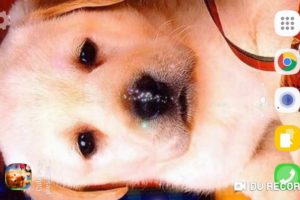 Cute Puppies Live Wallpaper
