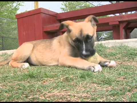 Cute Puppies at the Animal Shelter