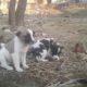 Cute Puppies dog || Puppies are playing || from my videos