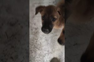 Cute Puppies playing and having fun