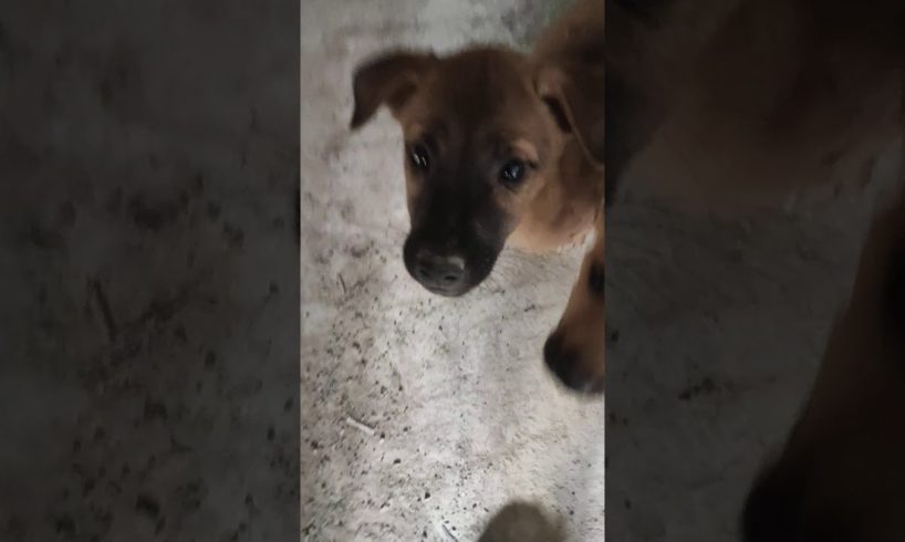 Cute Puppies playing and having fun