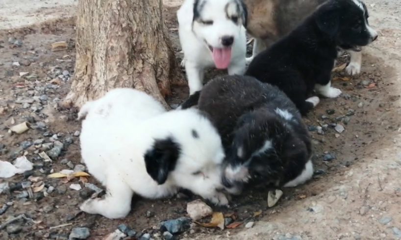 Cute Puppies playing in my camp...