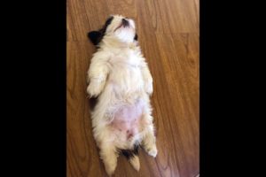 Cute Puppy Videos To Relax To