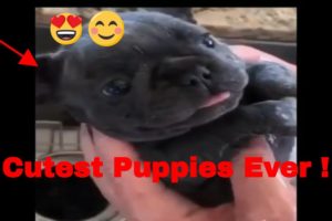 Cute and Funny Puppies Compilation 2020