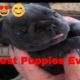 Cute and Funny Puppies Compilation 2020