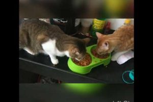 Cute animals, funny animals, cats eating, cats playing, dogs eating, dogs playing, funny animals