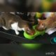 Cute animals, funny animals, cats eating, cats playing, dogs eating, dogs playing, funny animals