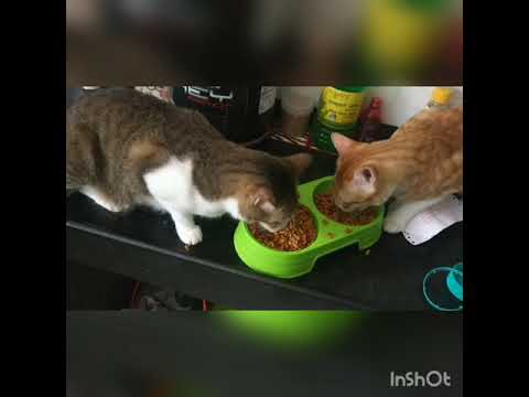 Cute animals, funny animals, cats eating, cats playing, dogs eating, dogs playing, funny animals