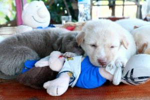 Cute baby Dogs ความน่ารักของหมาไทยไม่แพ้ชาติใดในโลก