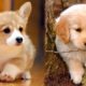 Cute baby animals Videos Compilation cutest moment of the animals 2020 - Puppy Soo Cute! #1