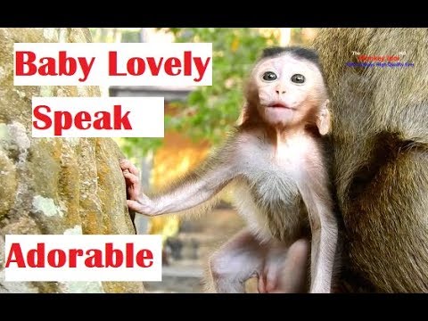 Cute baby monkey try speaking to me for play with him
