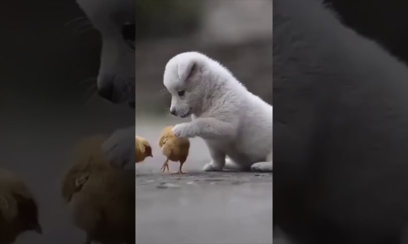 Cute cute little puppies, we love you | Amazing moments
